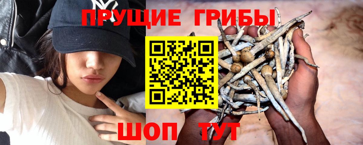 Галлюциногенные грибы Cubensis Бугуруслан